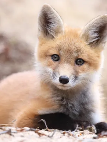 Produit Collection Vie Sauvage - Petit Renard Image