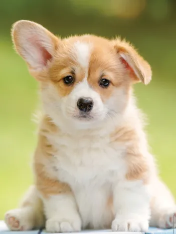 Produit Adorable Corgi Image