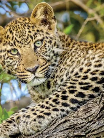 Produit Dans les Yeux du Léopard Image