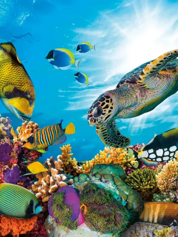 Produit Le Récif Corallien Image