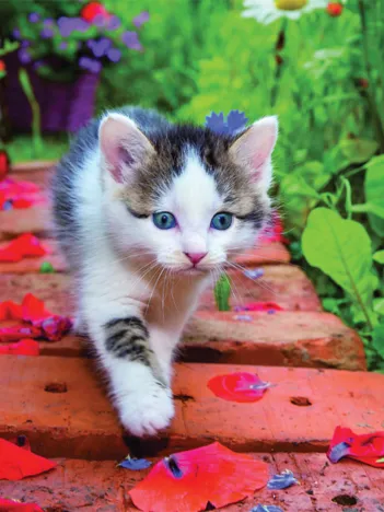 Produit Chaton Image