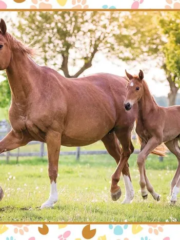 Produit Maman et Bébé Cheval Image