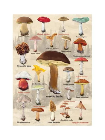 Produit Collage Champignons Image