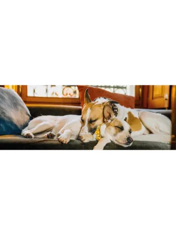 Produit Gump II - Panoramique Puzzle Image