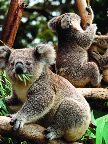 Produit Koalas Image