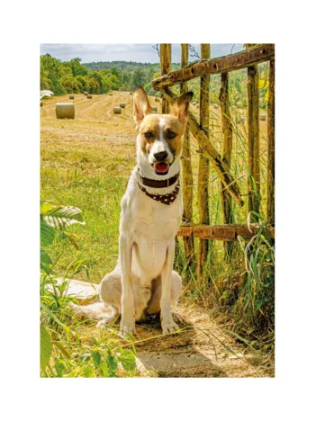 Produit Pièces XXL - Gump II Image