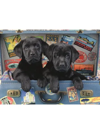 Produit Chiots dans un Coffre Image