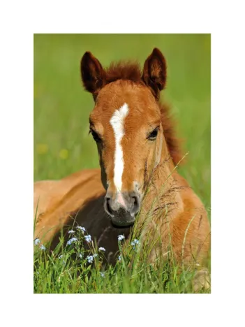 Produit Mini-puzzle Cheval Image