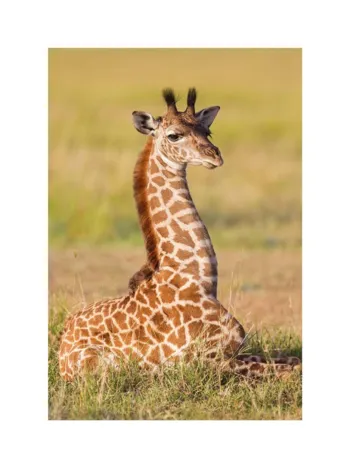 Produit Mini-puzzle Girafe Image