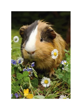 Produit Mini-puzzle Cochon d'Inde Image