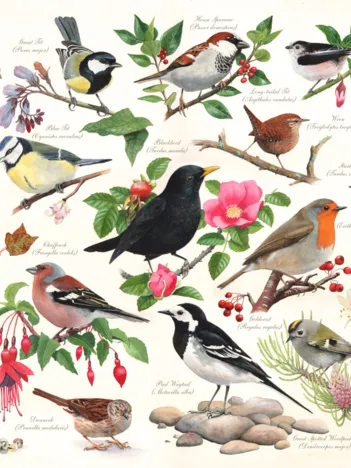 Produit Oiseaux Dans Mon Jardin Image