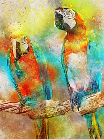 Produit Parrots Image