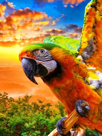 Produit Parrot Image