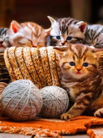 Produit Kittens in Basket Image