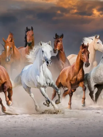 Produit The Horse Race Image