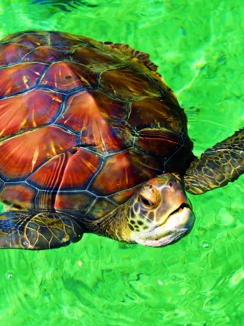 Produit La Réunion - Tortue de Mer Image