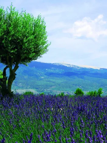 Produit Mont Ventoux Image