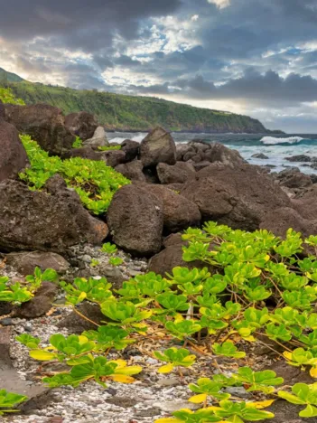 Produit Côte Sud, La Réunion, France Image