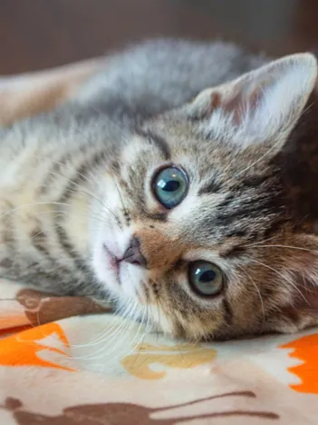 Produit Kitten Image