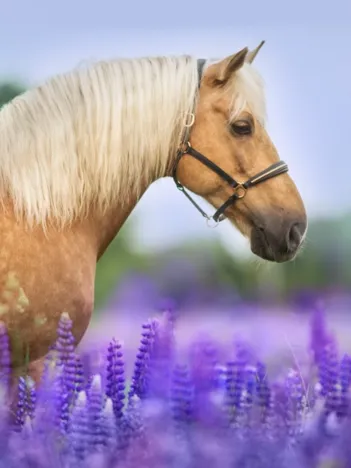 Produit Cheval dans un Champ de Lupin Image