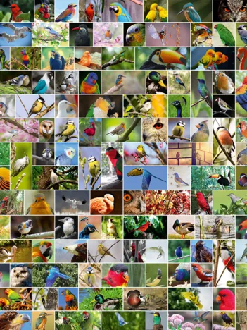 Produit Collage - World's most Beautiful Birds Image