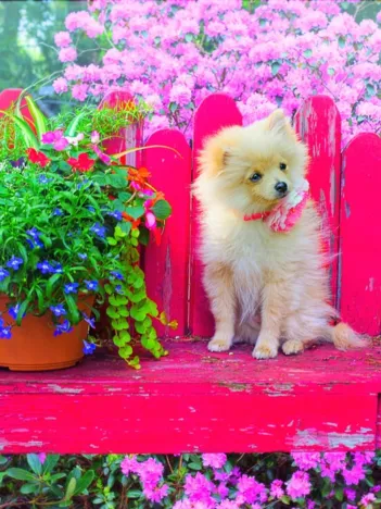 Produit Puppy in the Colorful Garden Image