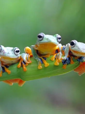 Produit Friendly Frogs Image