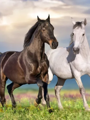 Produit Couple de Chevaux Image