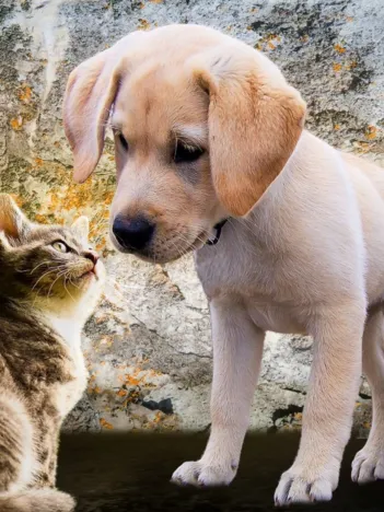 Produit Kitten and Puppy Image