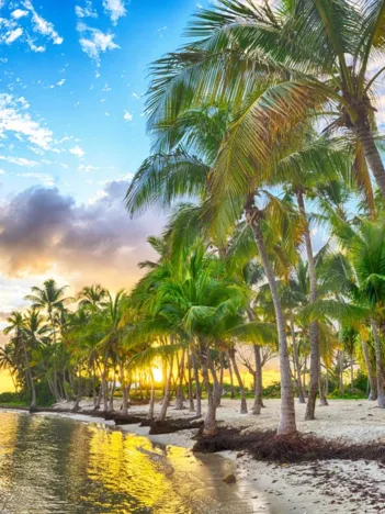 Produit Guadeloupe - Anse Champagne Image