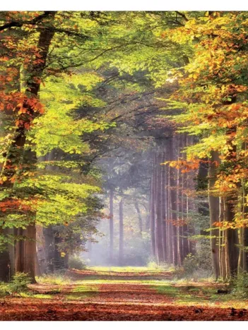 Produit Promenez-vous dans la forêt d'automne Image