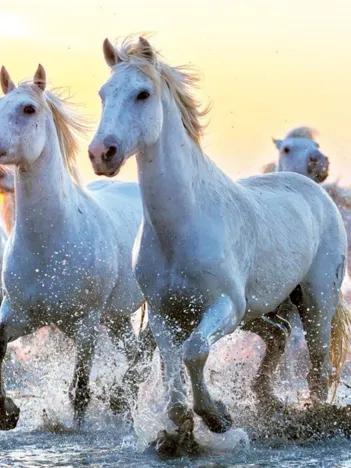 Produit White Horses at Sunset Image