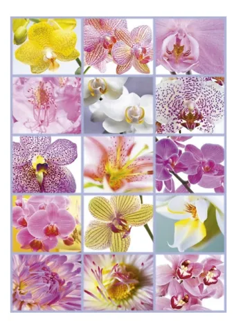 Produit Collage d'Orchidées Image