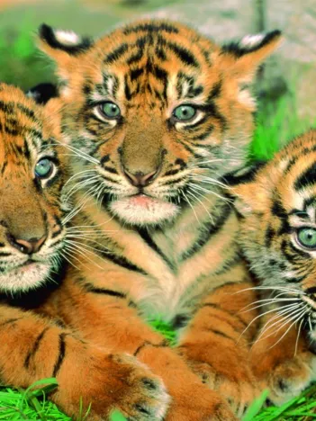 Produit Petits Tigres Image