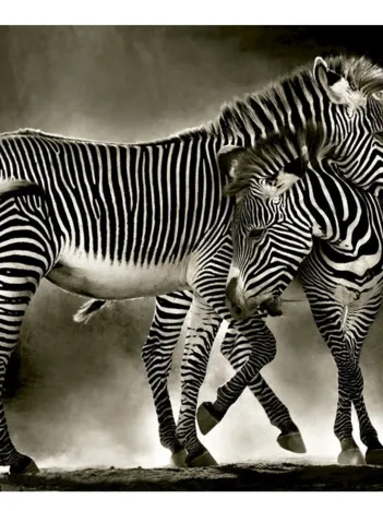 Produit Zèbres Image