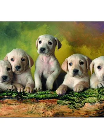 Produit Petits chiens labradors Image