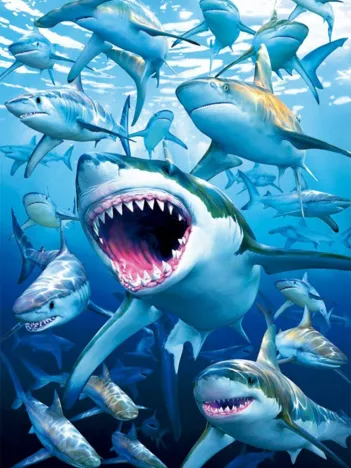 Produit Requins Image
