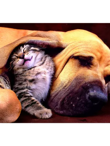 Produit Fais de beaux rêves ! Image