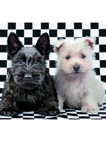 Produit Terriers noir et blanc Image