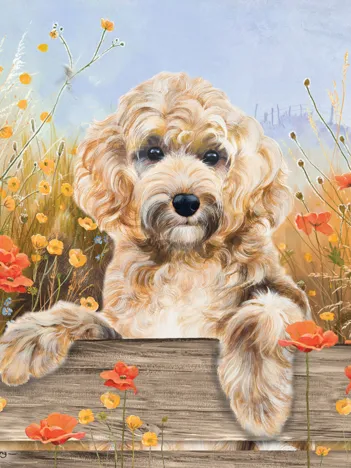 Produit Cockerpoo View Image