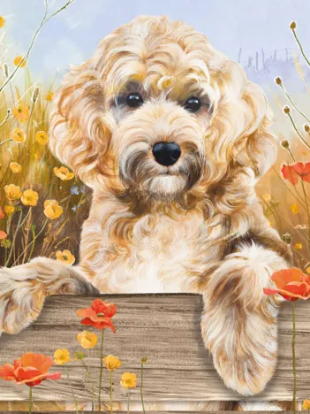 Produit Cockapoo View Image