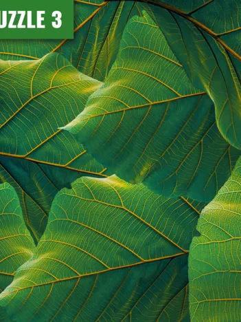Produit MEISTER-PUZZLE 3 : Feuilles Image
