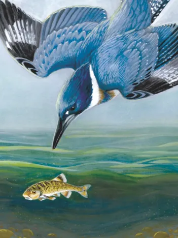 Produit Belted Kingfisher Image