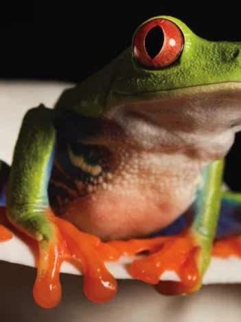 Produit Red-Eyed Tree Frog Mini Image