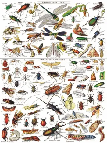 Produit Vintage Images - Insects Image