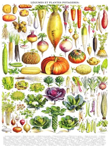 Produit Vegetables - Légumes Image