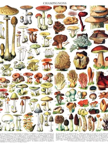 Produit Mushrooms - Champignons Image