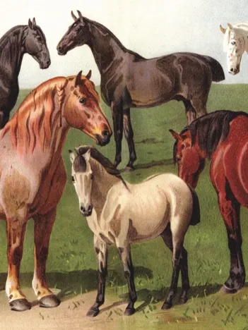 Produit Races de Chevaux Image