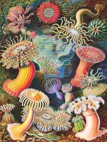 Produit Vintage Images - Sea Anemones Image