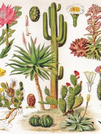 Produit Cacti - Cactus Image